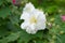 Confederate Rose Flower