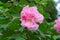 Confederate Rose Flower