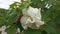 The Confederate rose hibiscus mutabilis plant