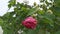 The Confederate rose hibiscus mutabilis plant