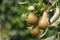 Conference pears on a pear tree