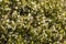 Confetti Bush Coleonema calycinum