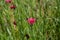 Confetti fields , June, flowers, beautiful, colourful, background, colour, field, summer, relaxing, Patel, cornflowers, summer