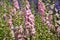 Confetti fields, June, flowers, beautiful, fresh, field, summer, relaxing, Patel,