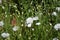 Confetti, June, flowers, beautiful, colourful, background, colour, field, summer, relaxing, Patel, white, cornflowers, green