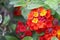 Confetti Lantana plants