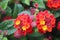 Confetti Lantana plants