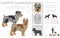 Confetti Schnauzer clipart. Miniature Schnauzer Australian shepherd mix. Different coat colors set