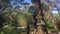 Confidant and strong young Australian girl walking through tree climbing ropes course