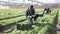 Confident African-American farmer working in greenhouse, harvesting organic arugula