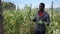 Confident African American grower checking ripening of green pea pods on farm plantation