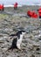 Confident Chinstrap penguin striding down rocky penguin highway on Half Moon Island, Antarctica, tourists in red coats in backgrou