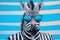 Confident cool zebra dressed as a spy on bright blue background