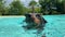 Confident Dachshund Swimming in the Pool