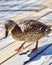 Confident Duck on Floating Deck, Portland Oregon, USA