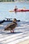 Confident Duck on Floating Deck, Portland Oregon, USA