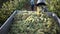 Confident farmer carrying bucket with freshly picked white grapes in vineyard during autumn harvest