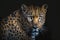 Confident gaze of eyes of a powerful leopard from the dark. Animal on black background. Generative AI