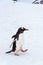 Confident Gentoo penguin striding down snowfield penguin highway on Cuverville Island, Antarctica