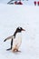 Confident Gentoo penguin striding down snowfield penguin highway on Cuverville Island, Antarctica, tourists in red coats in backgr