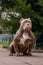 Confident grown six months old puppy of American Bully breed, with serious face expression.
