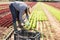 Confident hired employee harvesting green lettuce