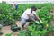 Confident hired employee harvesting zucchini