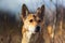 Confident mongrel dog sitting in countryside at nature