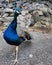 Confident Peacock posing
