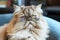 Confident Persian Cat Wearing Stylish Glasses Exudes Charm With Playful Colors