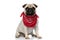 Confident Pug puppy wearing bandana looking forward