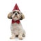 Confident Shih Tzu puppy wearing bowtie and party hat