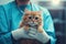 Confident Veterinarian hands catching cat. Generate Ai