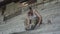 Confidient young woman in military uniform sitting on the cold concrete stairs in the abandoned building, lacing up her