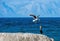 Conflict of a Kelp gull and cormorant Cape Cormorant