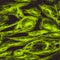 Confocal microscopy of fibroblast cells