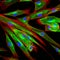 Confocal microscopy of fibroblast cells