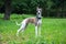 conformation dog of the whippet breed