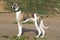 Conformation dog of the whippet breed