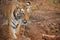 Confront with the majestic Royal Bengal tiger at Tadoba tiger reserve, India