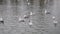 Confrontation between floating brown ducks mallards and white gulls sitting on the surface of the pond water on a cloudy rainy day