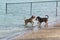 Confrontation between three dogs at a dog park beach