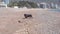 Confused alone adorable dachshund dog got lost on sandy beach by the sea while walking. Walking with pets without leash