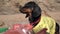 Confused dachshund puppy sits next to bag filled with garbage and looks around in fear, then walks away. Problem of
