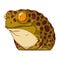 A Confused Frog, isolated vector illustration. Funny cartoon picture of a toad staring at something. An animal sticker