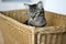 Confused marble cat in brown wooden wicker basket