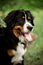 confused portrait Bernese mountain dog. dark forest on background