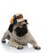 Confused pug looking away while wearing a traditional Romanian hat