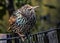 Confused starling in Central Park