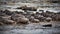 Confusion of wildebeests coming out of the water in Masai Mara, Kenya